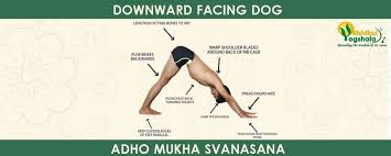 top-7-easy-yoga-poses-downward-facing-dog